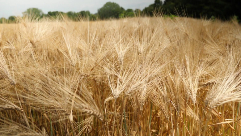 Високи добиви от пшеница въпреки трудната година в Русенско