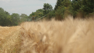 Високи добиви от пшеница въпреки трудната година в Русенско - Снимка 5