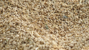 Високи добиви от пшеница въпреки трудната година в Русенско - Снимка 6
