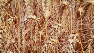 Високи добиви от пшеница въпреки трудната година в Русенско - Снимка 1