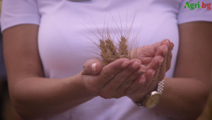 Агрия АД подготви пшеницата за жънене - Снимка 1