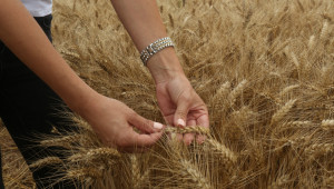 Агрия АД подготви пшеницата за жънене - Снимка 3
