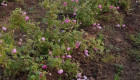 Розова градина насаждение с маслодайни рози - Снимка 1