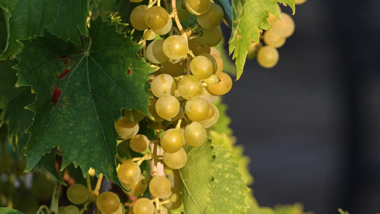 Спад в световното производство на десертно грозде