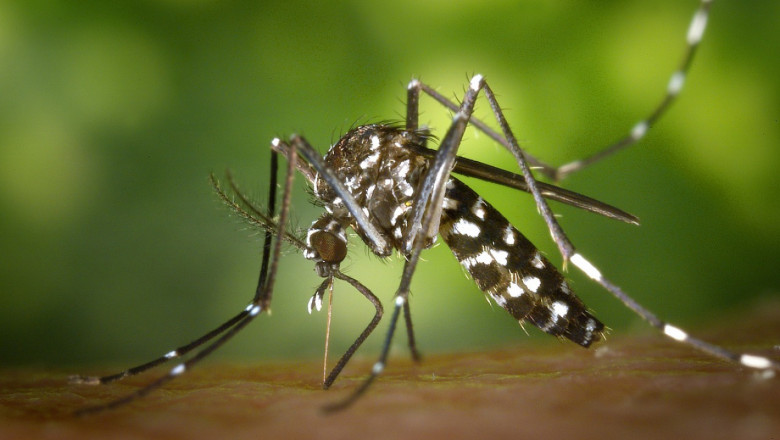 Може ли чумата по свинете да се пренася от комари?