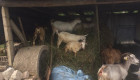 Продавам мъжки и женски кози и малки ярета - Снимка 1