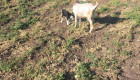 Продавам мъжки и женски кози и малки ярета - Снимка 3