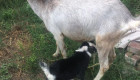 Продавам мъжки и женски кози и малки ярета - Снимка 7