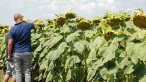 Агроном и фермер инспектират слънчогледите в Първомайско