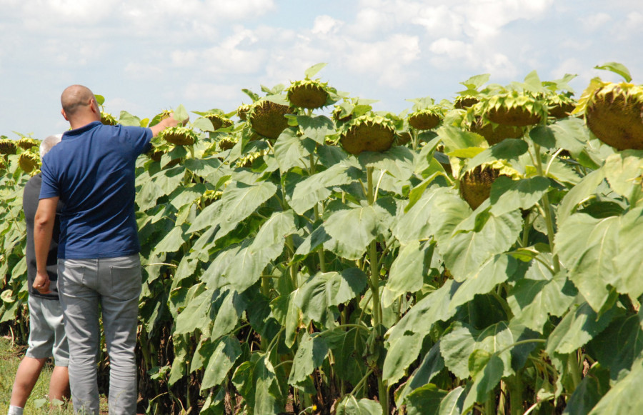 Агроном и фермер инспектират слънчогледите в Първомайско - Снимка 1