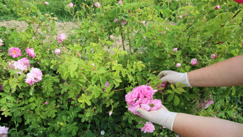 Подават ръка на производителите на рози със зимните пръскания