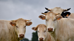 Как да спрем кравите от убиването на планетата - Agri.bg
