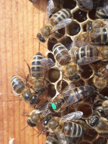 Продавам супер пчелни майки по 12 лева - Снимка 1