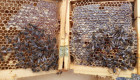 Продавам супер пчелни майки по 12 лева - Снимка 2