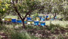 30 нови кошери ДБ с пчелите в отлично състояние - Снимка 1