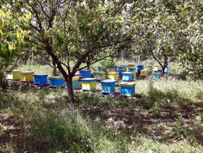 30 нови кошери ДБ с пчелите в отлично състояние - Снимка 1