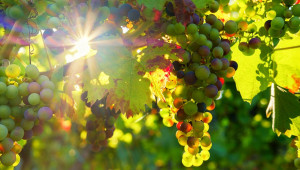 Горещото време удари френските винари - Agri.bg