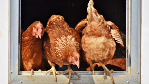 Изсипват милиони на италианските птицевъди заради птичия грип - Agri.bg