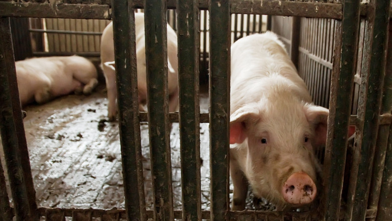Ще унищожи ли АЧС промишленото свиневъдство?