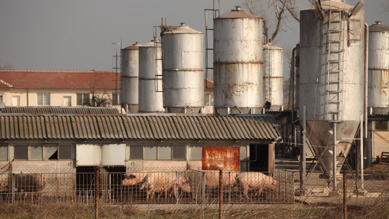 Брюксел обеща да компенсира фермерите за избитите прасета