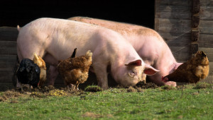 БАБХ ще избива животни и в регионите без чума - Снимка 1