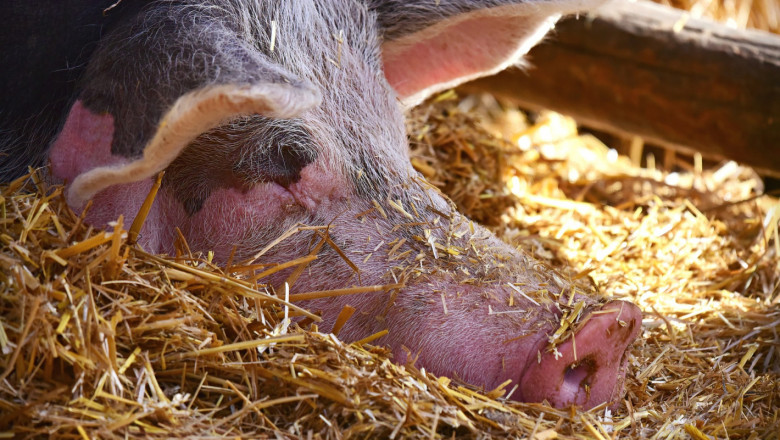 Идва ли екокатастрофа и край на свиневъдния сектор у нас?