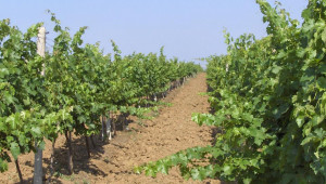 С пет нови сорта грозде се хвалят в Плевен - Agri.bg