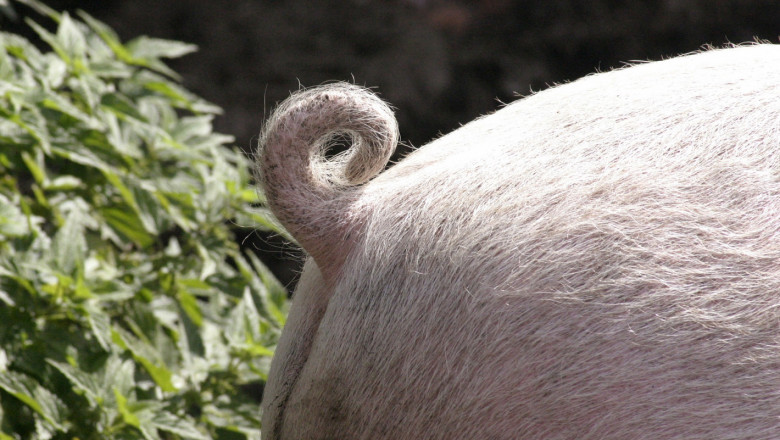 ДФЗ спира проверките на свиневъдни ферми в цялата страна