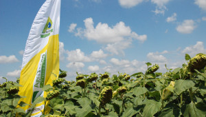 Чисти слънчогледови полета с продуктите на Агрия АД - Снимка 1