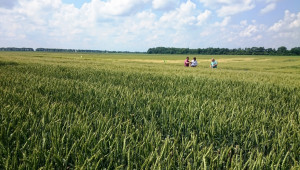 Жътвата: Пшеница от българска селекция се представя много добре - Снимка 2