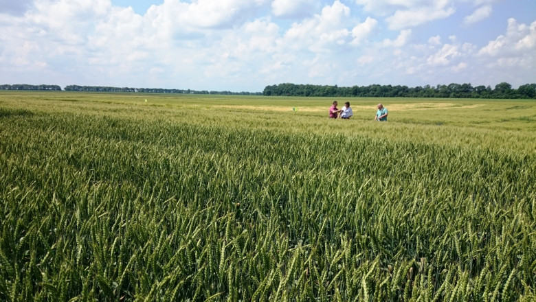 Жътвата: Пшеница от българска селекция се представя много добре