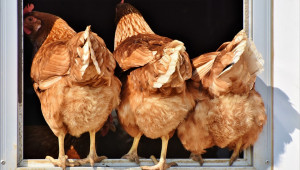 Хиляди кокошки загинаха заради жегата - Agri.bg