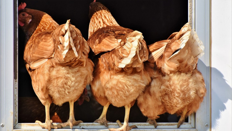 Хиляди кокошки загинаха заради жегата