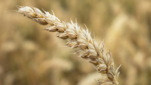Жегата удари реколтата от зърнени култури, но не и в Черноморския регион - Agri.bg