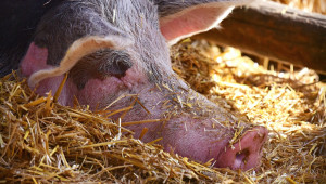 Производител: Няма спекулативно покачване на цените на свинското месо - Agri.bg