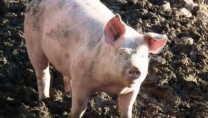 Напрежение в Смолянско: Нямаме свинекомплекси, защо да колим прасетата? - Снимка 1