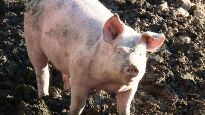 Напрежение в Смолянско: Нямаме свинекомплекси, защо да колим прасетата?