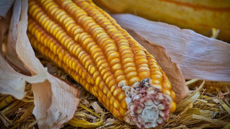 Испания се е настроила за рекордна реколта от царевица