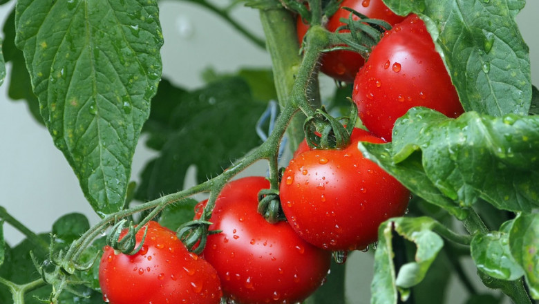 Какво се случва с реколтата от български домати?