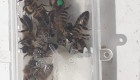 Качествени пчелни майки по 18 лв. - Снимка 1