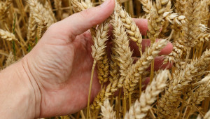 Пшеницата с противоречиви цени по борсите - Agri.bg