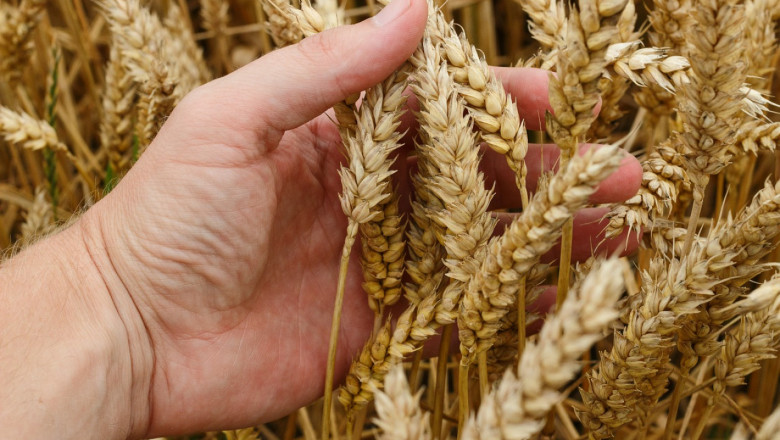 Пшеницата с противоречиви цени по борсите