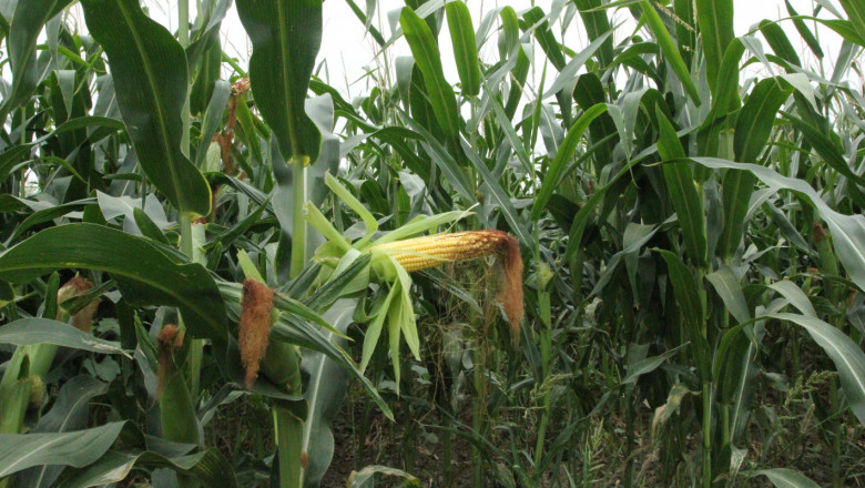 МЗХГ: Поредна силна година в производството на царевица