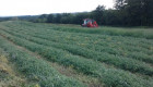 Рулонни бали сенаж и сено от грах, фий, овес,третикале - Снимка 3