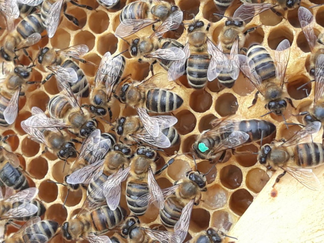 Пчелни майки по 15лв - Снимка 2