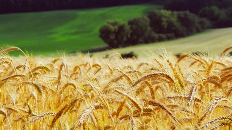 Експерти: Изкупната цена на пшеницата у нас ще падне до 290 лв./тон