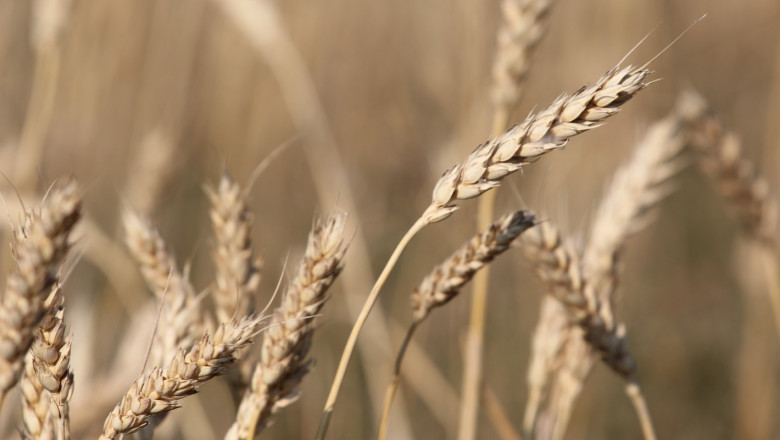 Противно на очакванията, чакаме по-високи добиви от пшеницата 