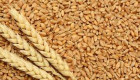 Продавам пшеница - Анапурна . - Снимка 1