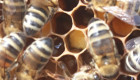 Пчелни майки от регистриран производител по 18 лв. - Снимка 3