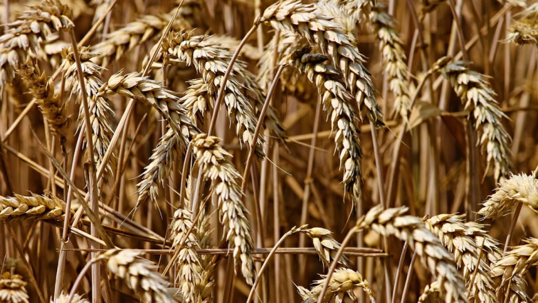 Европа ще загуби ли Саудитска Арабия като купувач на пшеница?